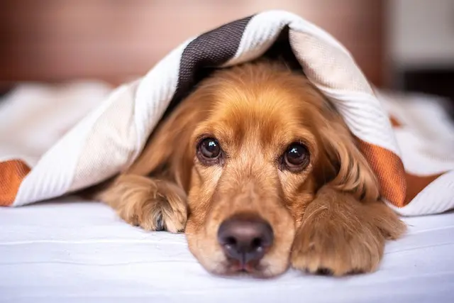 Comment améliorer la qualité de vie de votre animal âgé