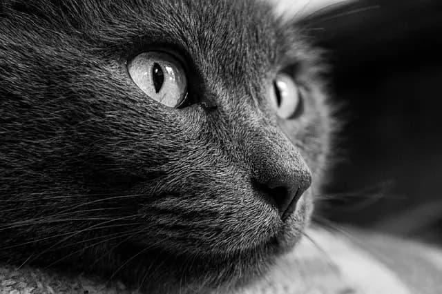 Les meilleures astuces pour soulager l'arthrite chez les animaux vieux