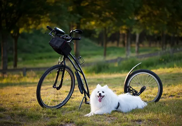 Comment améliorer la qualité de vie des animaux âgés : 5 conseils essentiels
