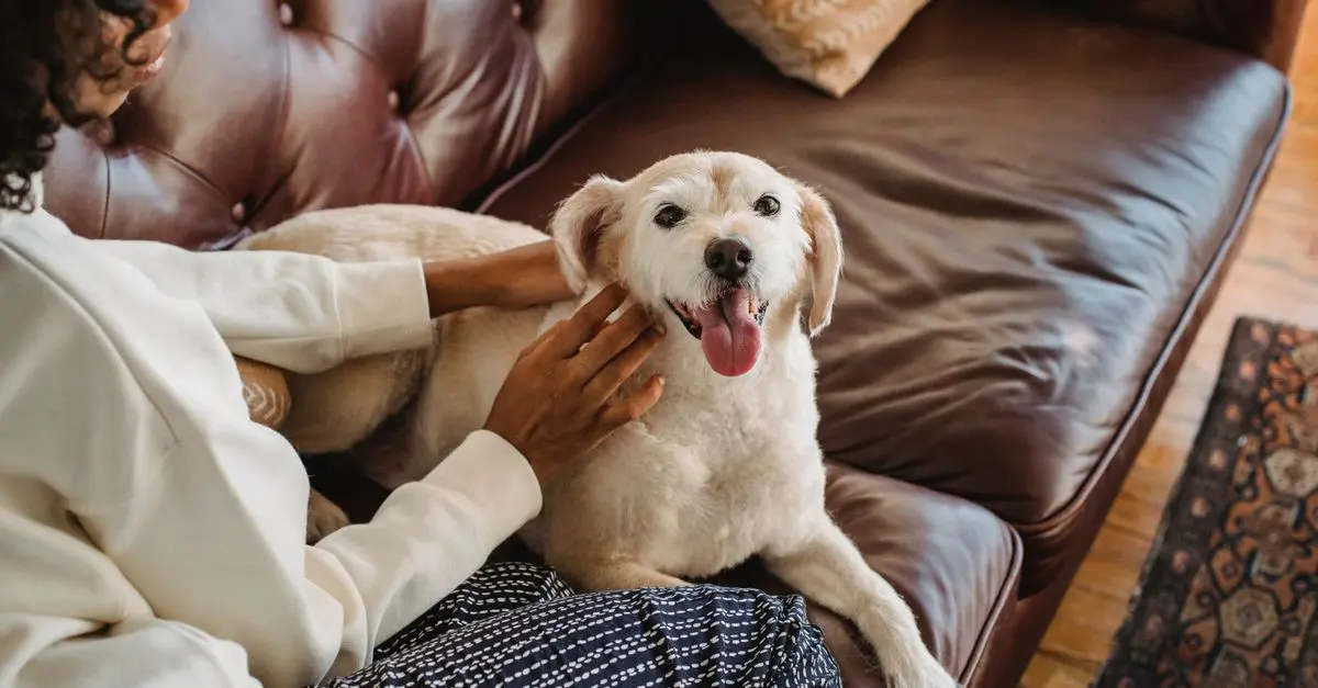 Comment identifier les besoins spécifiques de votre animal âgé