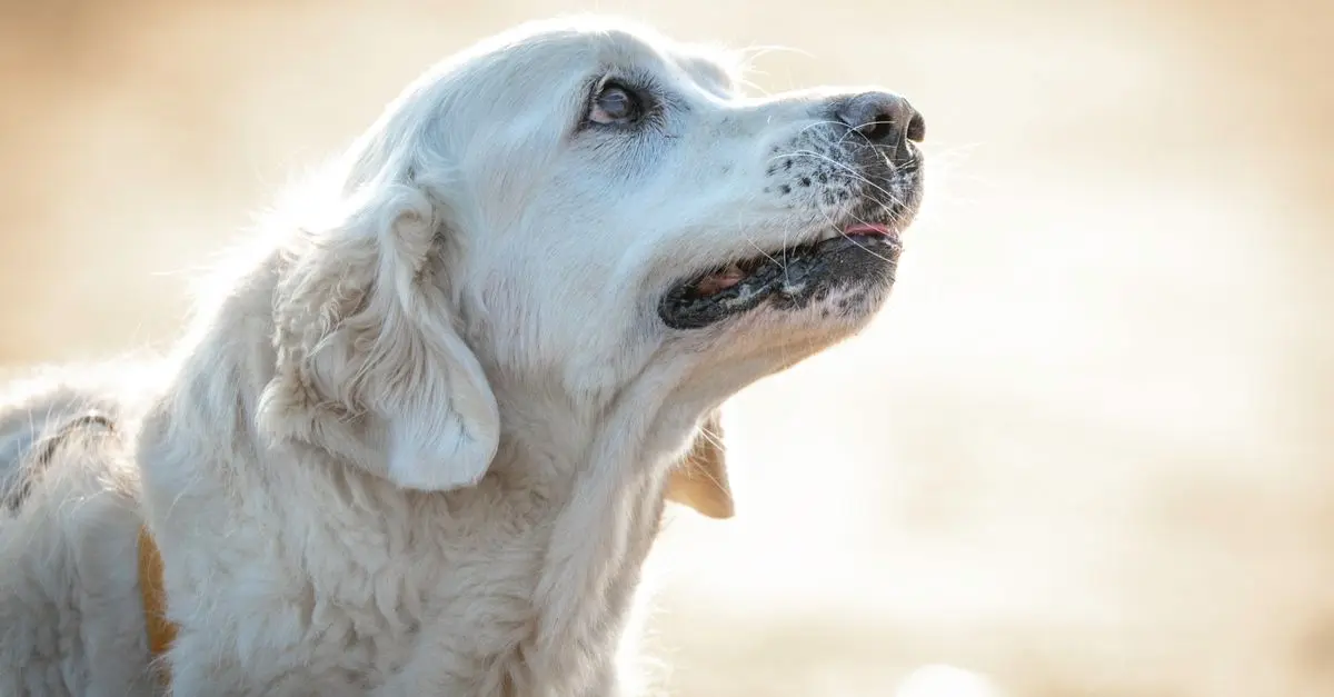 Comment reconnaître les besoins spécifiques des animaux âgés