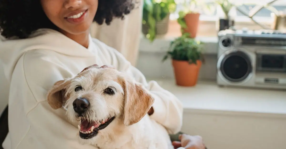 Adopter une routine de bien-être pour votre animal âgé