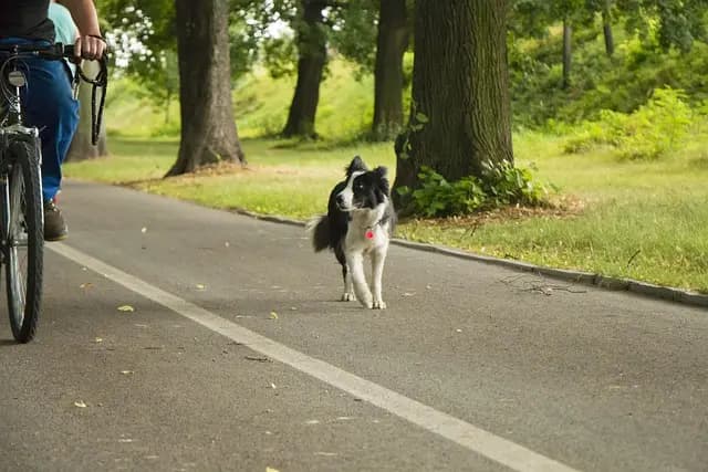 Les 5 meilleures activités douces pour les animaux vieux