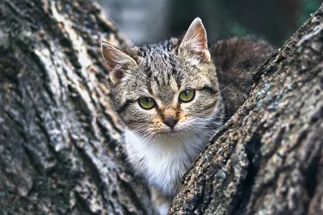 Les meilleures pratiques d'alimentation pour un animal âgé