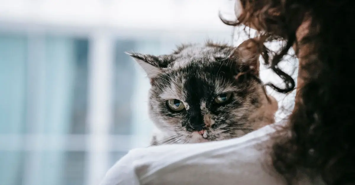 10 conseils pour garantir le bien-être de votre animal vieux