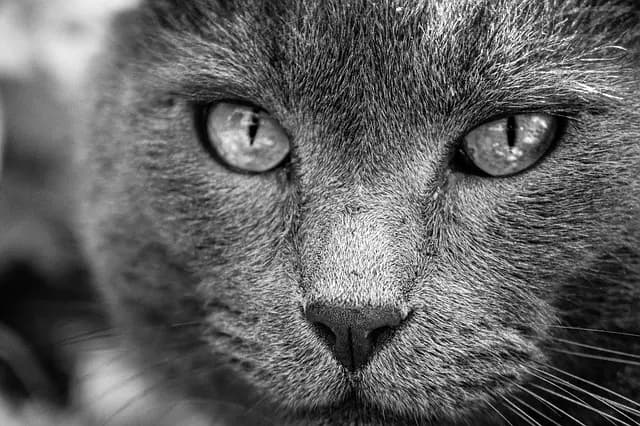 Les meilleures pratiques pour accompagner la fin de vie de votre animal