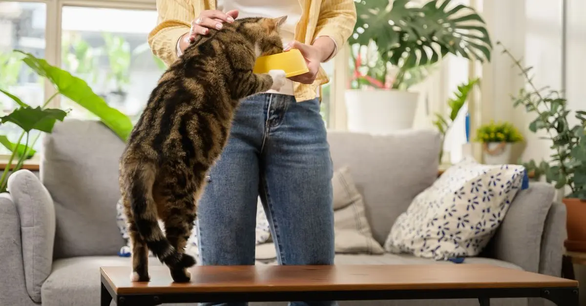 10 aliments à privilégier pour le bien-être des animaux vieux
