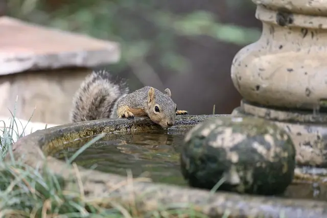 Pourquoi l'hydratation est-elle cruciale pour les animaux âgés ?