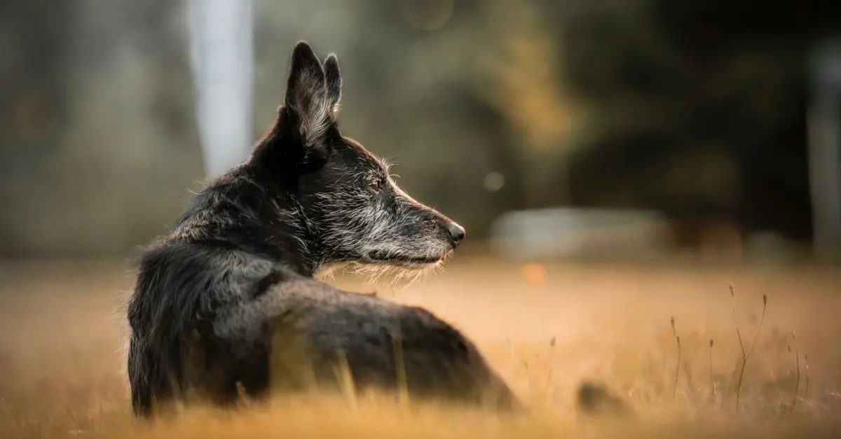 Les 10 meilleures pratiques pour le bien-être des animaux vieux