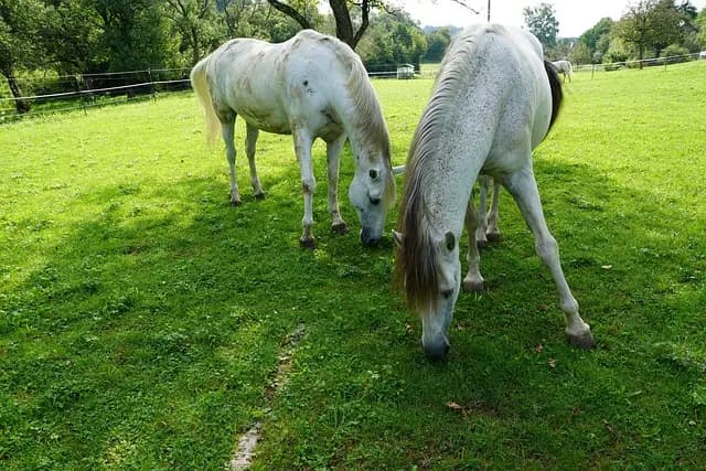 Les meilleures pratiques de bien-être pour un animal vieillissant