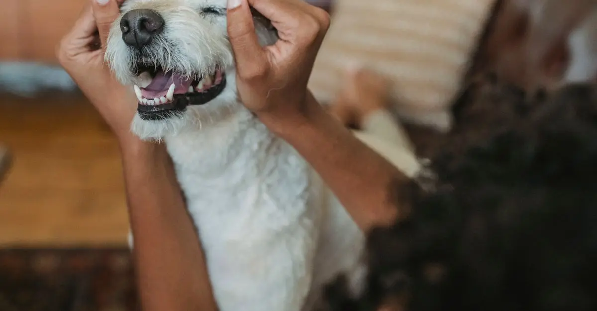 Les besoins nutritionnels spécifiques des animaux vieillissants