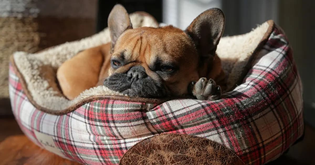Comment améliorer la qualité de vie des animaux âgés