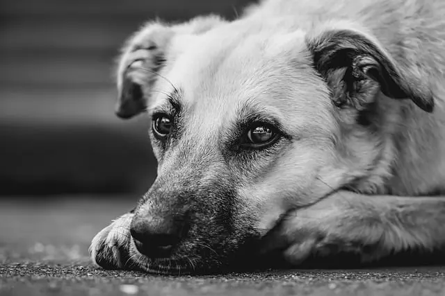 Comment apaiser un animal âgé : 7 techniques efficaces