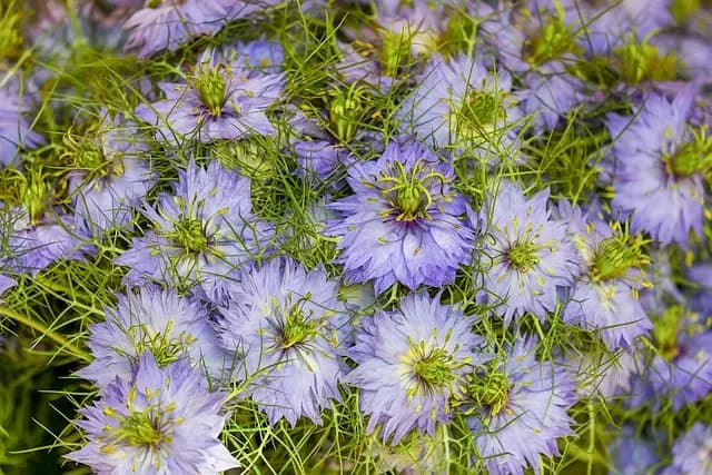 Comment choisir les meilleures herbes pour le bien-être des animaux âgés