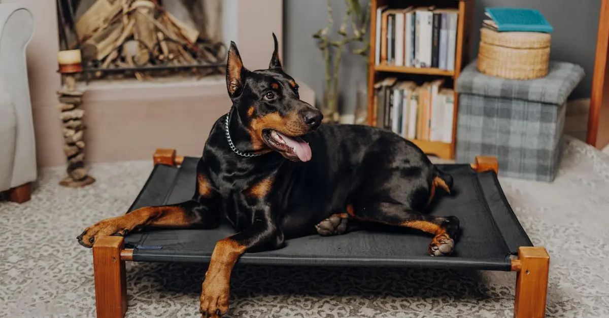 Comment prendre soin d'un chien âgé : astuces et conseils pratiques