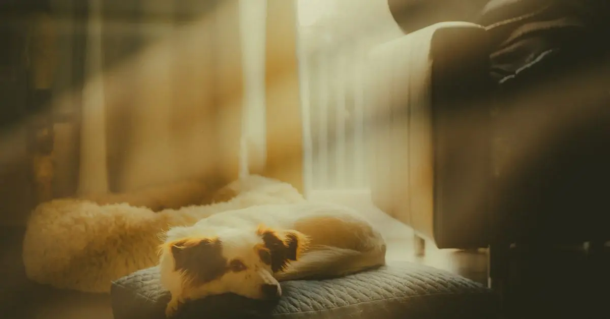 Comment améliorer le confort de votre animal âgé à la maison