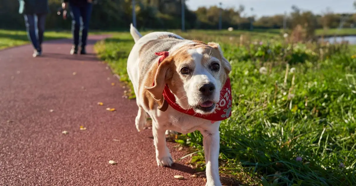 Les bienfaits des promenades adaptées pour animaux âgés