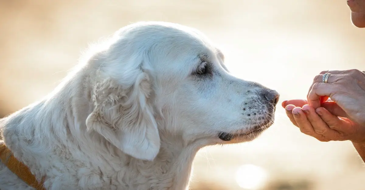Les meilleures pratiques pour le bien-être des animaux âgés