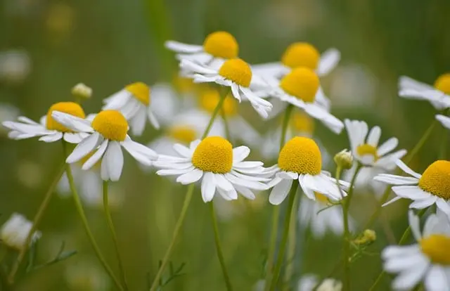Comment choisir les meilleures herbes pour le bien-être des animaux vieux