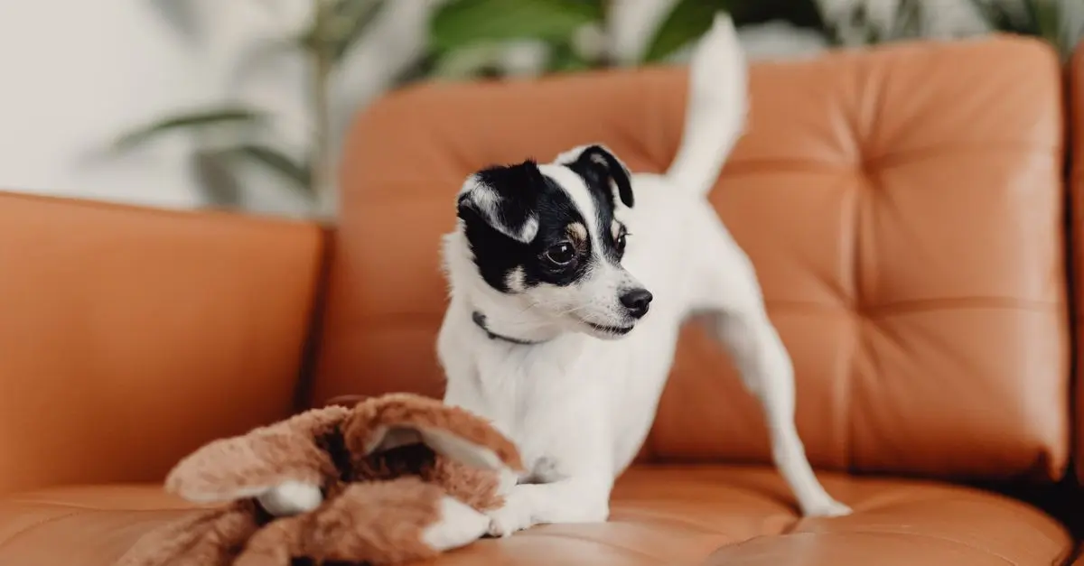 Comment choisir les meilleures jouets pour un animal âgé