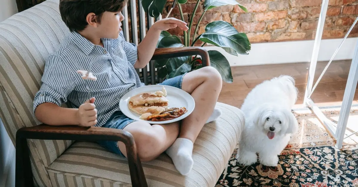 Comment choisir une alimentation adaptée pour un animal vieillissant