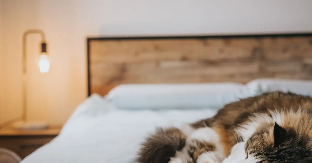 10 signes de douleur chez les animaux âgés et comment les soulager
