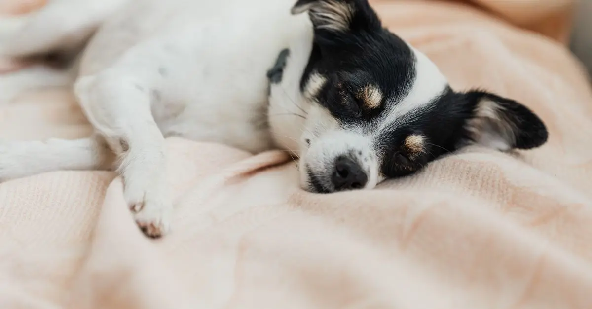 Comment améliorer la qualité de vie de votre animal vieux