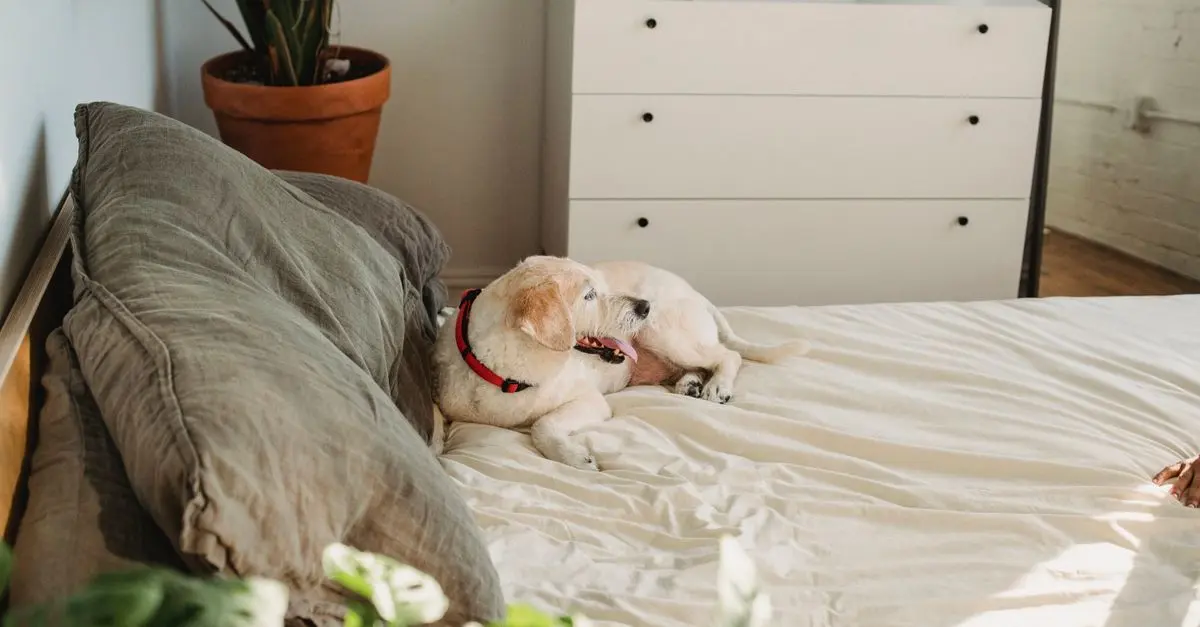 Comment améliorer la santé mentale des animaux âgés : 5 conseils