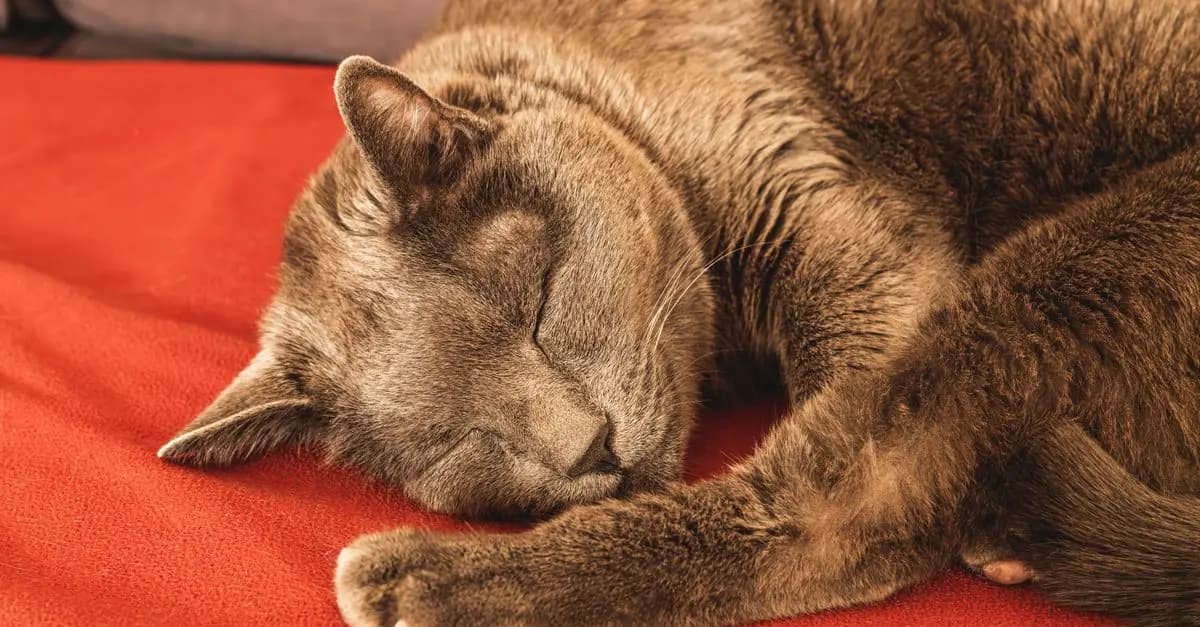 Pourquoi le sommeil est crucial pour les animaux âgés