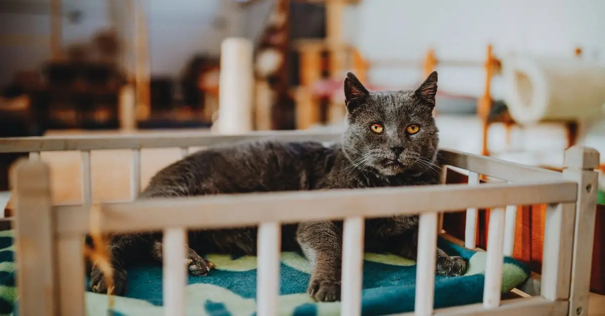 Les meilleures pratiques pour le bien-être des animaux âgés