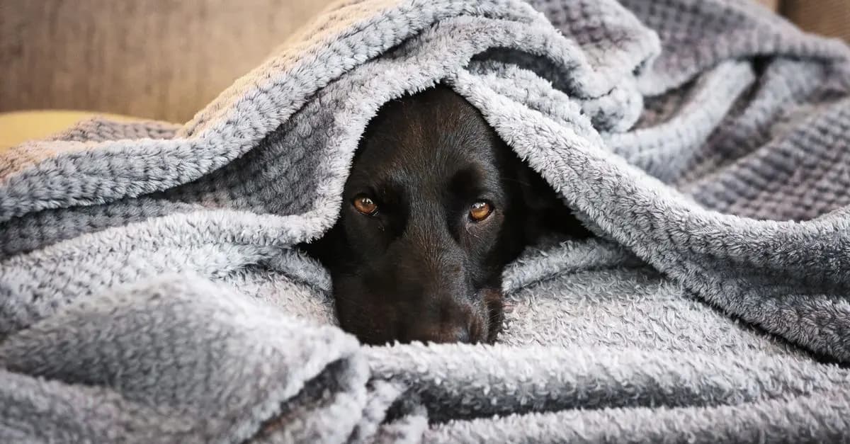 Les meilleures techniques de relaxation pour animaux âgés