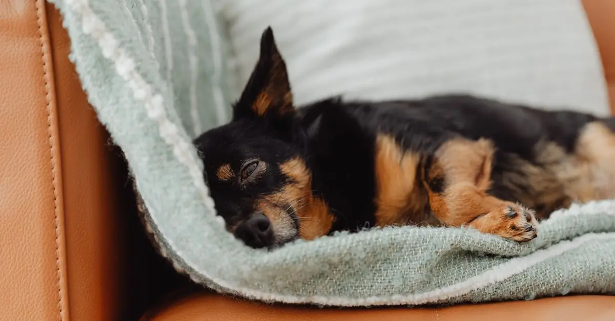Comment soulager le stress chez les animaux âgés : 7 techniques efficaces