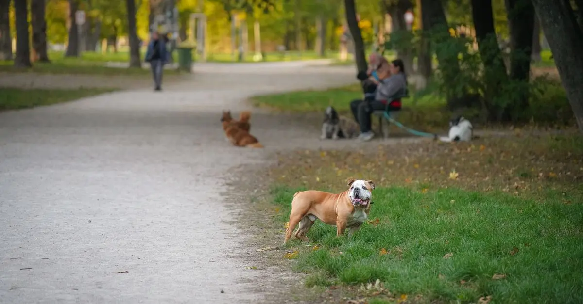 L'importance de l'exercice pour les animaux âgés : 5 conseils essentiels