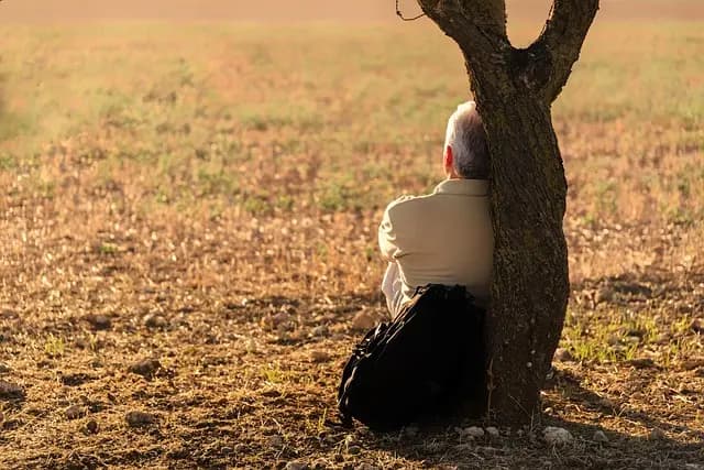 Bien choisir le meilleur environnement pour un animal âgé