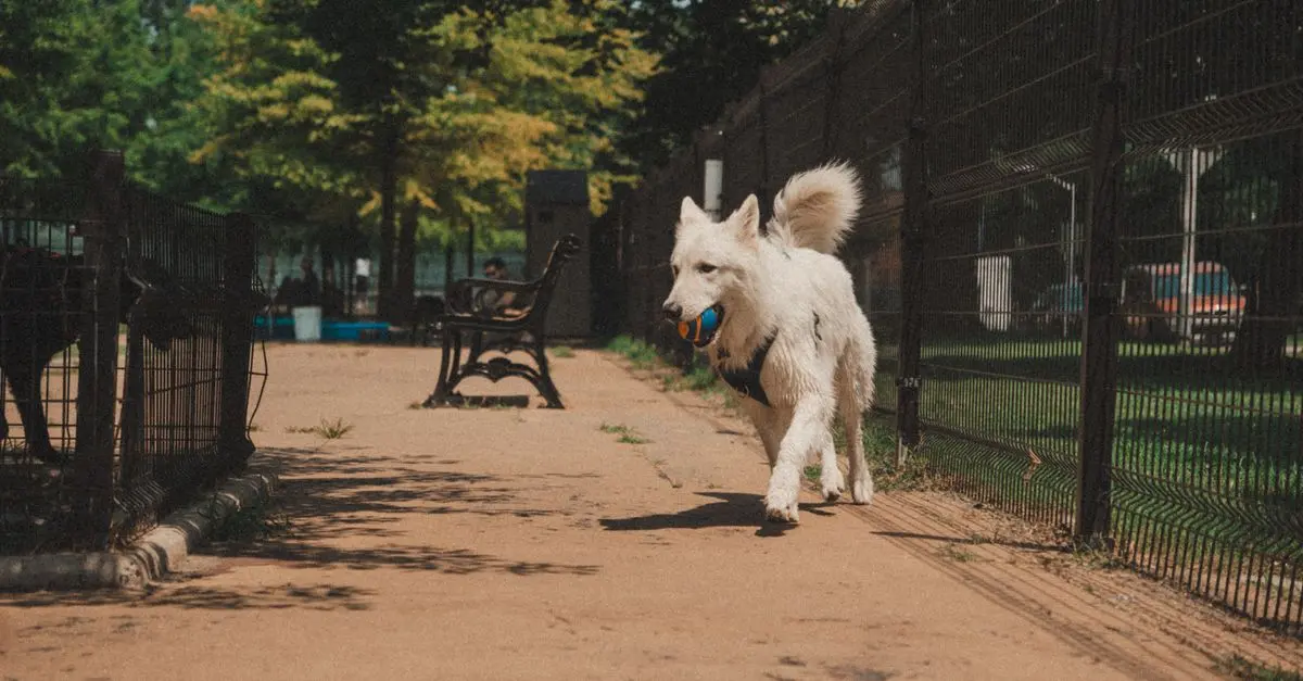 Comment améliorer la mobilité de votre animal vieillissant