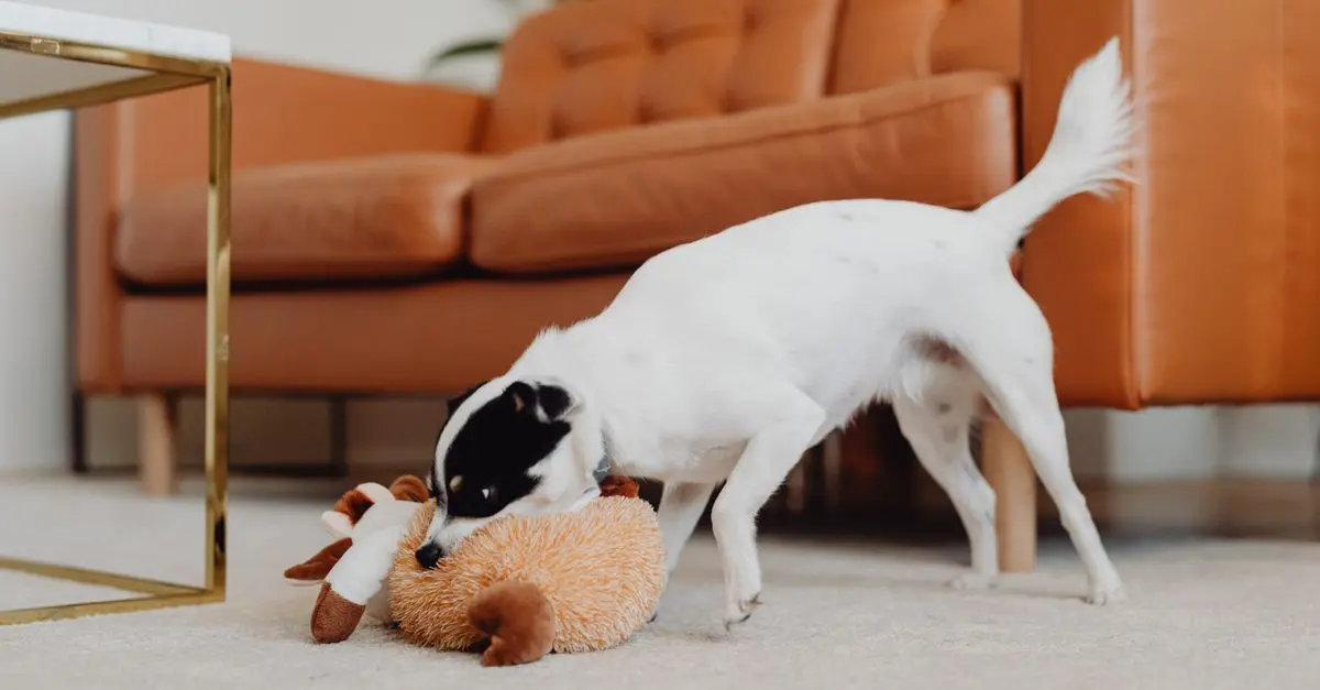 Guide pratique des jeux adaptés pour animaux vieillissants