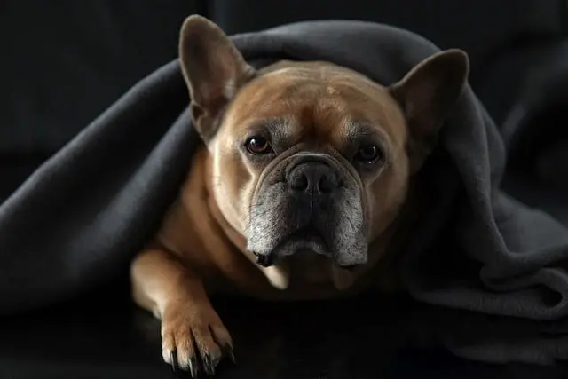 Comment détecter les signes de stress chez un animal âgé