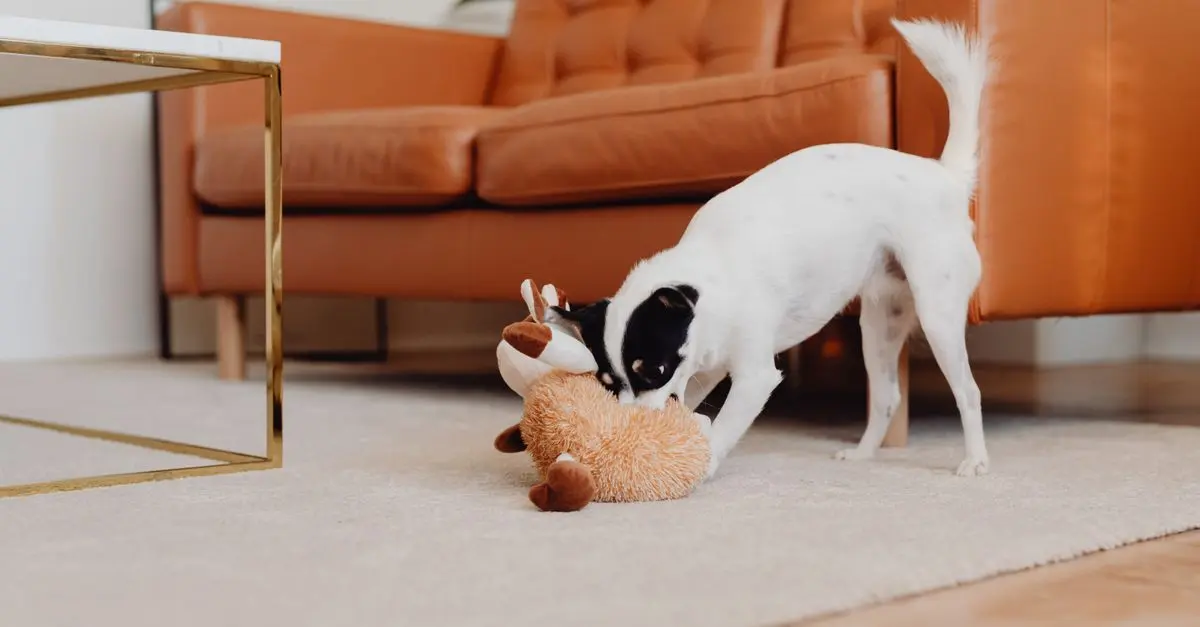 Comment choisir des jouets adaptés pour un animal vieillissant