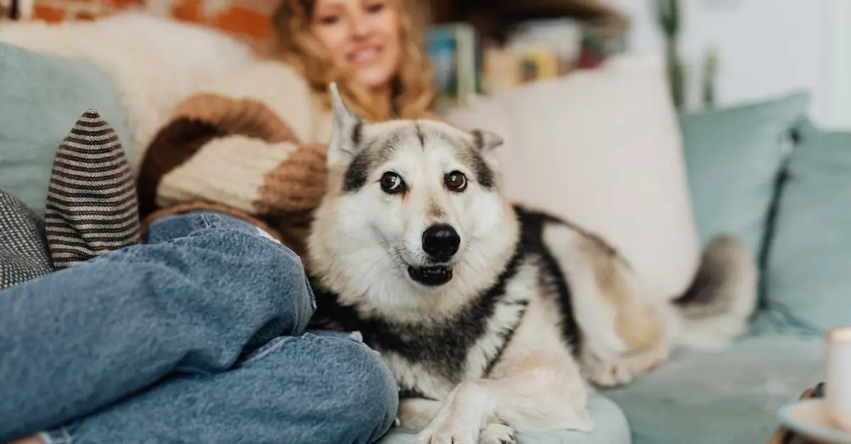 Comment reconnaître et soulager les douleurs chez les animaux âgés