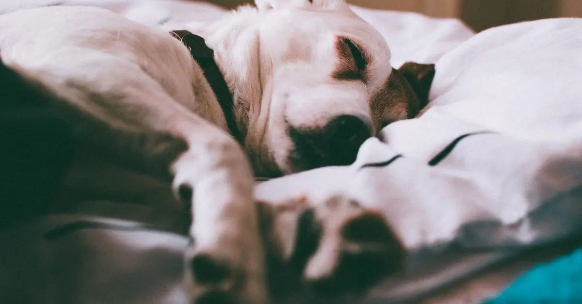10 méthodes pour améliorer la qualité de vie de votre animal vieux