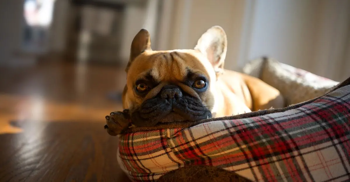 Comment améliorer la qualité de vie de votre animal vieux
