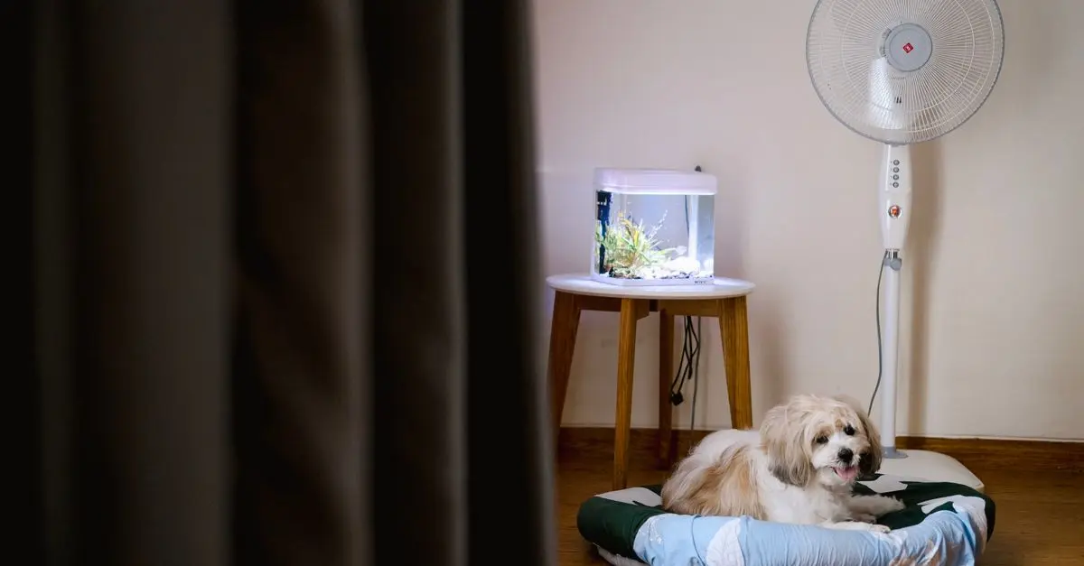 10 conseils pour améliorer le confort des animaux âgés