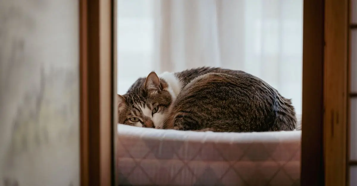 5 conseils pour améliorer le bien-être de votre animal âgé