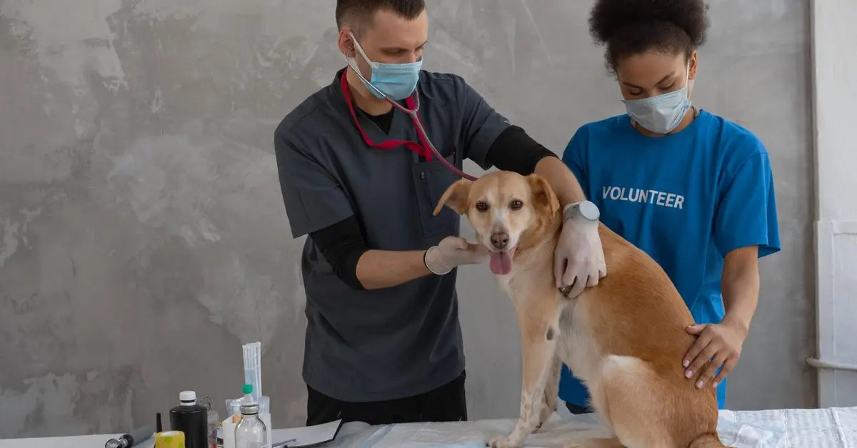 Comment reconnaître et traiter l'arthrite chez les animaux âgés