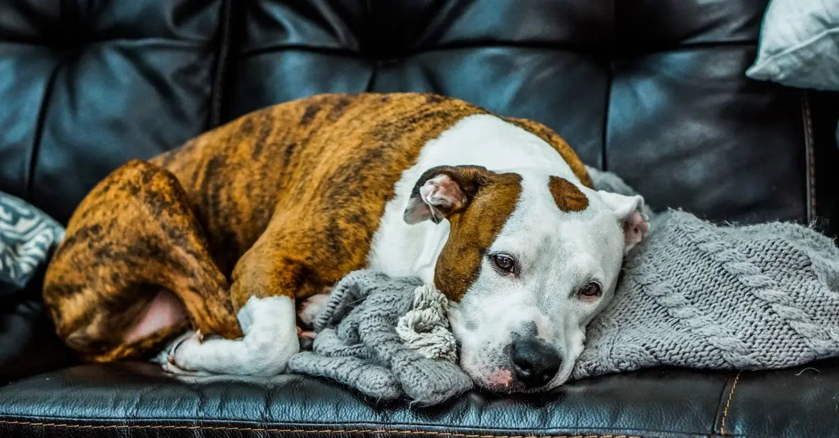 10 erreurs à éviter pour le bien-être de votre animal vieux