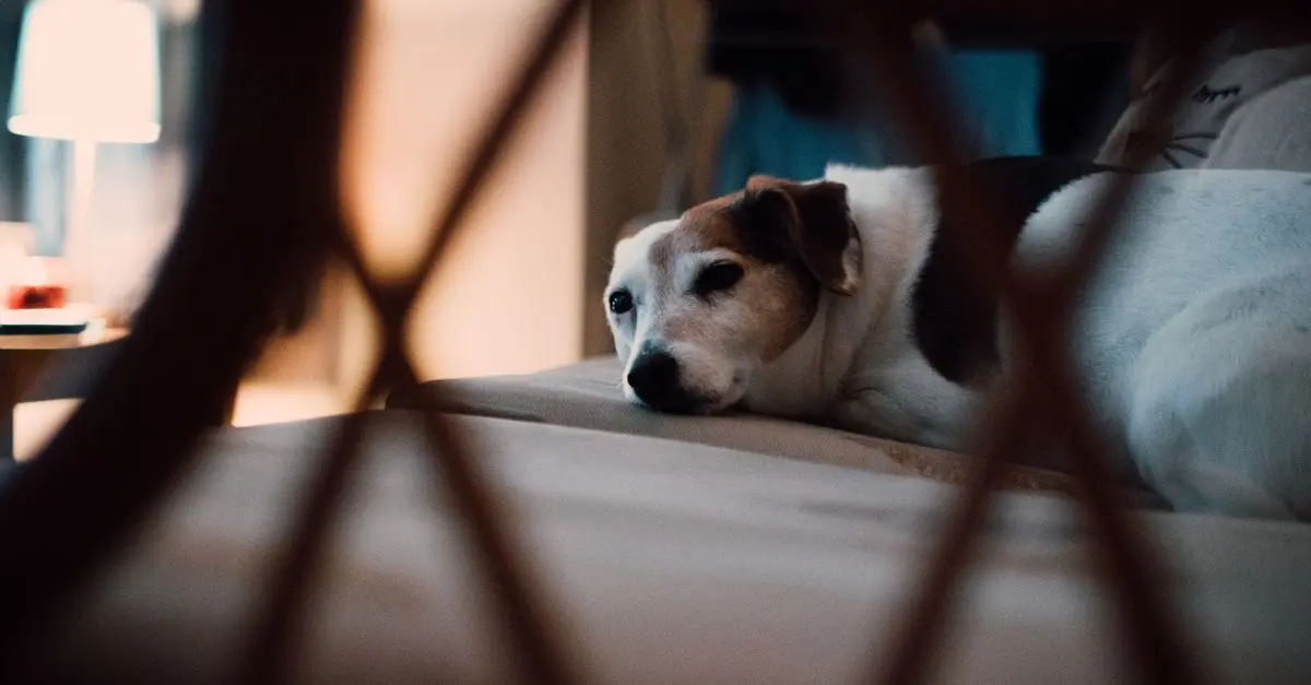 Comment gérer l'anxiété chez les animaux âgés : 7 conseils pratiques