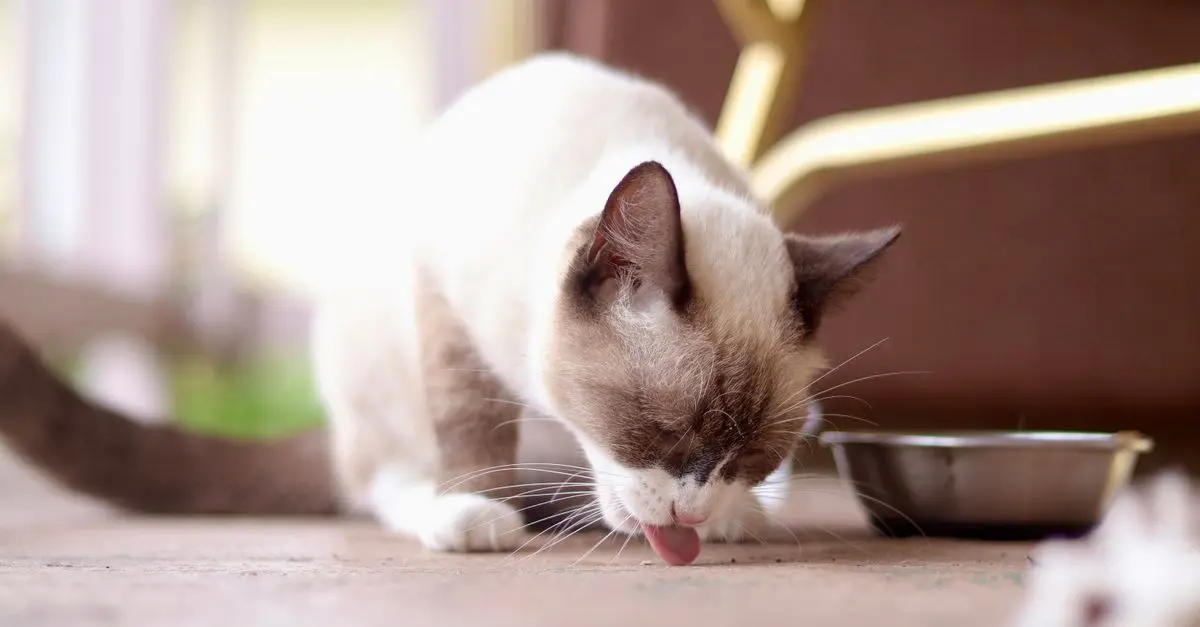 10 aliments à éviter pour le bien-être des animaux âgés