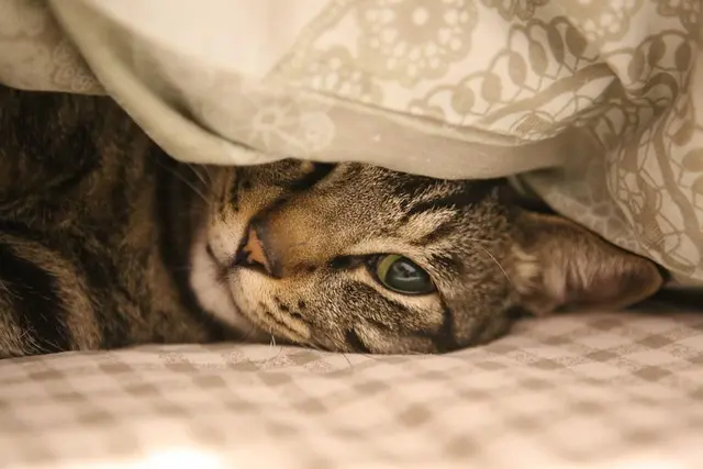 Comment améliorer le bien-être de votre animal âgé : 10 conseils pratiques