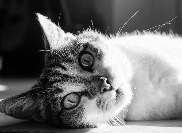 Comment choisir les meilleures herbes pour le bien-être des animaux vieux