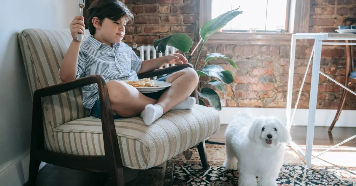 Les meilleures pratiques pour l'alimentation des animaux âgés